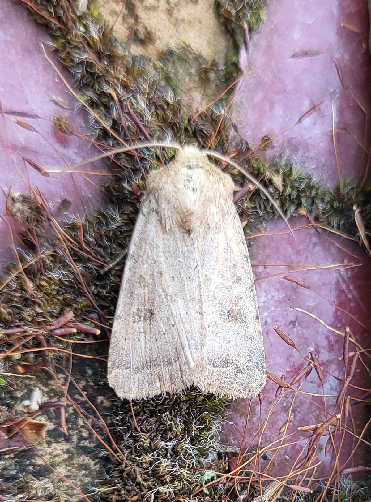 Photo of Uncertain (Hoplodrina octogenaria)